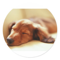 Dachshund sleeping round sticker