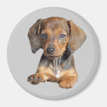 Dachshund So Cute Magnet