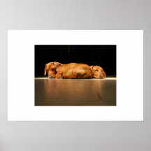 Dachshund Sunlight Poster