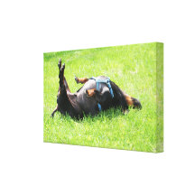 Dachshund - TGIF Stretched Canvas Prints