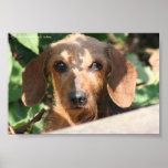 Dachshund Wirecoat Photo Posters