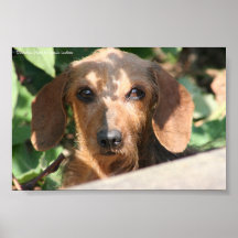 Dachshund Wirecoat Photo Posters