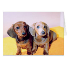 Dachsund Puppies Greeting Cards