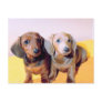 Dachsund Puppies Post Card
