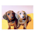 Dachsund Puppies Post Card