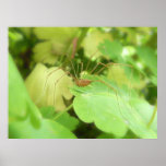 Daddy Long Legs In The Garden Poster