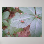 Daddy Long Legs Poster