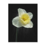 Daffodil 174 ~ postcard