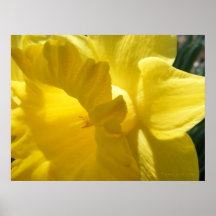 Daffodil 1 posters