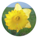 Daffodil 1 round sticker