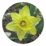 Daffodil 2 sticker