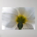 Daffodil Back Print