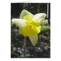 Daffodil Blossom Birthday Card