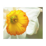 Daffodil Canvas Prints