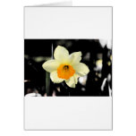 Daffodil Card