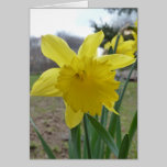 daffodil card cards