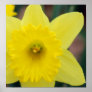 Daffodil close-up poster