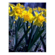 Daffodil cluster post card