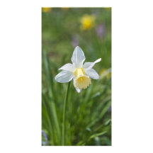 Daffodil Custom Photo Card