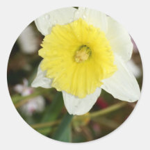 Daffodil Darling Round Stickers