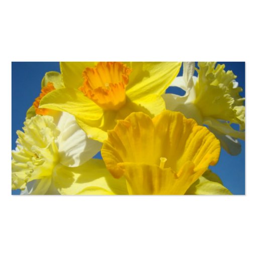 Daffodil Flowers Business Cards nature