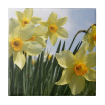 Daffodil Flowers Ceramic Tiles