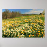 Daffodil Garden on Hillside Print