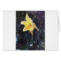 Daffodil Greeting Card