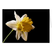 Daffodil Greeting Cards