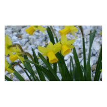 Daffodil Growing Business Card Template