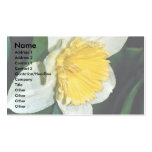 Daffodil, hardy perennial business card