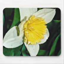 Daffodil, hardy perennial  flowers mouse pads