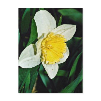 Daffodil, hardy perennial  flowers postcards by blueyellowtube