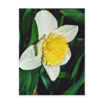 Daffodil, hardy perennial  flowers postcards