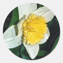 Daffodil, hardy perennial round stickers