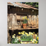 Daffodil Hill Barn Posters