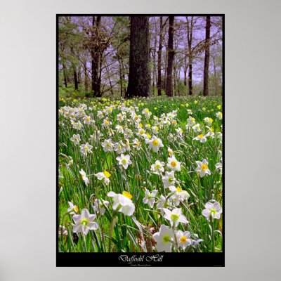 Daffodil Hill Poster by astr0wiz