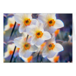 Daffodil Kalaidescope Cards