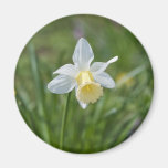 Daffodil Magnet