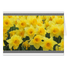 DAFFODIL NOTE CARDS