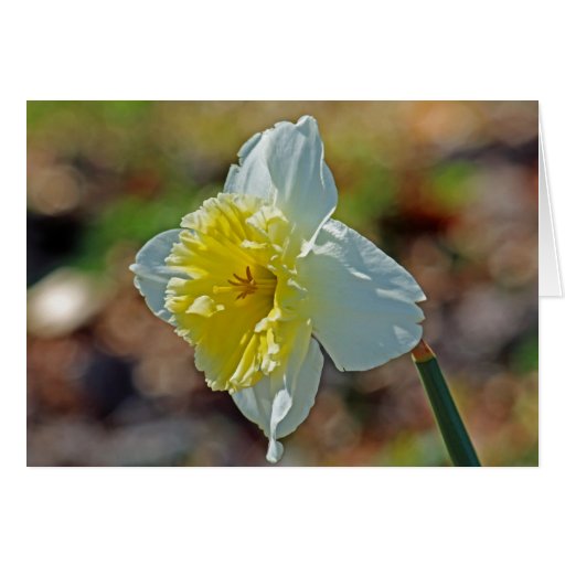 Daffodil Photo Mother's Day Card from husband