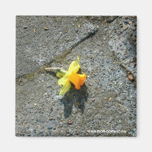 Daffodil Photograph Magnet