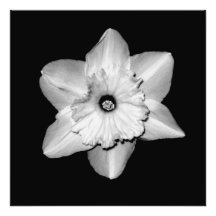 'Daffodil Portrait' Photographic Print