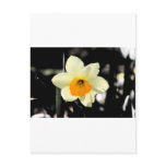 Daffodil Postcard