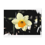 Daffodil Post Card