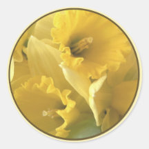 daffodil seal round sticker