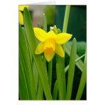 Daffodil Smile cards