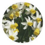 daffodil round stickers