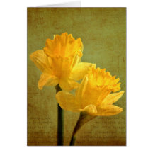 'Daffodil' Thinking of you Card