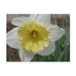daffodil,white and yellow daffodil post card